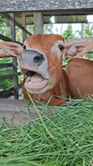 Morning farm life documented in Lhokseumawe, Indonesia
