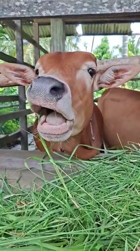 Morning farm life documented in Lhokseumawe, Indonesia