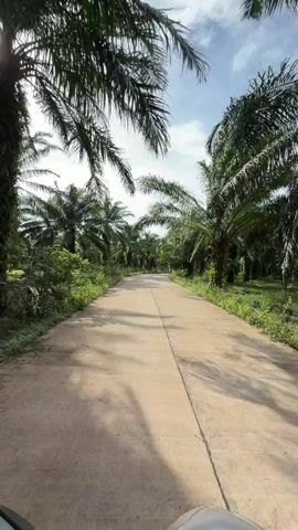 A first-person perspective video shows a paved road lined with palm trees under a bright, partly cloudy sky. The camera appears to be mounted on a scooter or motorcycle, as the handlebars and part of the front of the vehicle are visible at the bottom of the frame. The road is cracked in the center and has shadows of palm fronds cast across it. The environment is lush and green, with dense vegetation along the sides of the road. The video captures movement along the road, suggesting travel through a palm plantation.
