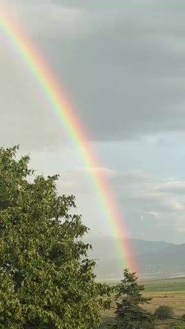 The video shows a bright rainbow arcing across a cloudy sky. In the foreground, to the left, is the lush green foliage of a tree. To the right, a smaller evergreen tree stands out against the distant landscape of rolling hills and fields. The overall scene is serene and natural, with the rainbow being the most prominent feature.