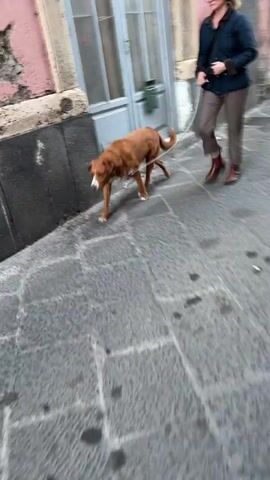 A woman walks a brown dog on a leash down a gray cobblestone street. The woman is wearing a dark jacket, tan pants, and brown shoes. Buildings with pink and gray facades line the street. The dog stops to defecate on the street. The woman continues walking.