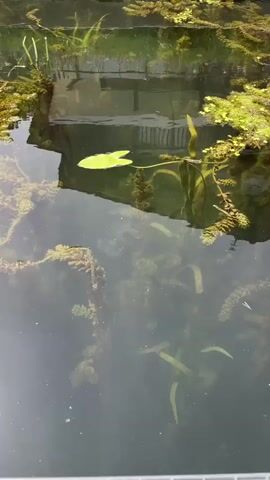 The video shows a pond with aquatic plants and reflections of a structure and sky. The pond water is murky, with visible plant life submerged beneath the surface. A single lily pad floats on the water. The reflection of a building with a railing and windows is visible on the surface of the water. The sky appears cloudy. There are no people or animals visible in the video.