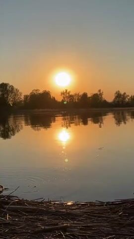 The video shows a sunset over a lake, with trees silhouetted on the horizon. The sun is a bright, golden orb reflected in the still water. Some debris is floating in the water, and some reeds or branches line the foreground. The sky is clear with a gradient of colors from orange near the sun to light blue at the top of the frame.