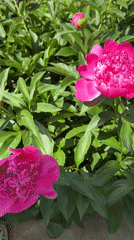 Pink peonies bloom in Kazan garden