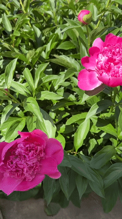 Pink peonies bloom in Kazan garden