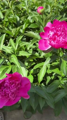 Pink peonies bloom in Kazan garden