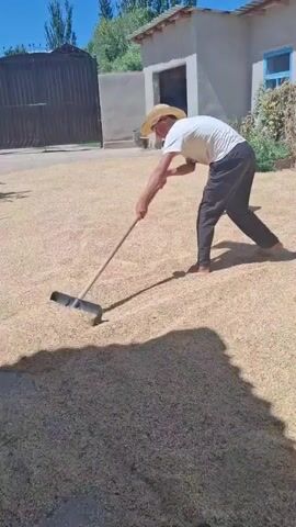 A man wearing a straw hat and a white shirt is raking a large pile of grain with a black shovel. He is barefoot. A young child in a red shirt is standing near the grain, to the left of the man, and appears to be kicking at the grain. The scene takes place outdoors on a sunny day, with a building and a fence in the background. The ground is covered in a light-colored material, likely straw or dried grass, and the grain is spread out on top of it.
