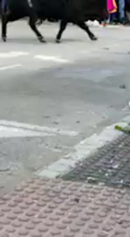 The video captures a chaotic scene during a bull-running event, likely in Vejer de la Frontera, Spain. A large, powerful black bull is shown charging down a paved street lined with white buildings. Numerous spectators are visible, positioned on balconies and behind barriers along the street, observing the event.

At the beginning of the clip, a man wearing a blue shirt and white shoes is seen attempting to run past the bull. The bull swiftly turns and charges the man, violently tossing him into the air with its horns. The man is propelled several feet before landing hard on the pavement. Following the impact, the bull moves away from the injured man, who lies motionless on the ground. Other people are visible in the background, some running from the bull, while others continue to watch from safe vantage points. The sounds of the crowd's gasps and shouts reflect the intensity and danger of the situation.

The event appears to be taking place during the daytime under clear weather conditions. The distinctive white architecture and balconies are characteristic of the region, providing location cues. No discernible text is visible within the footage. The overall atmosphere is one of intense spectacle mixed with clear and immediate danger.
