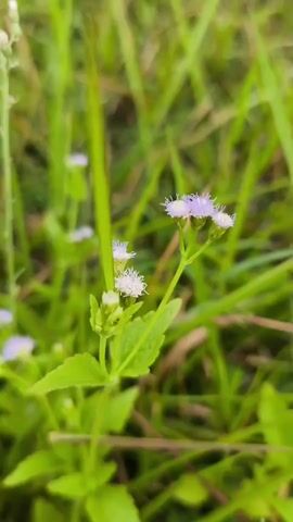 A close-up video focuses on a small plant with delicate purple and white flowers. The plant has green leaves and a thin green stem. The background is blurred, consisting of more green grass and foliage, suggesting an outdoor natural environment. The camera slowly zooms in on the cluster of flowers. There are no people or other notable objects visible. The lighting appears to be natural daylight.