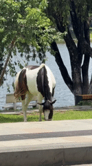 Morning lakeside gathering with horse, visitors in Da Lat
