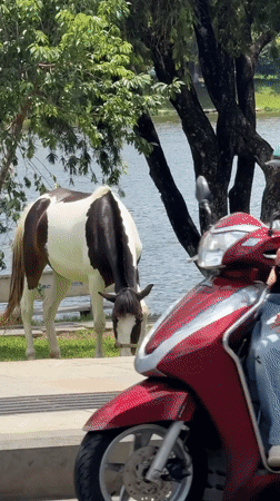 Morning lakeside gathering with horse, visitors in Da Lat