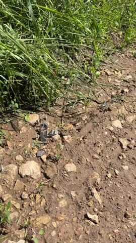 This media file shows a close-up view of a cluster of small, light blue butterflies resting on the ground. The ground is composed of dirt and scattered small rocks, with some green vegetation growing around them. The butterflies appear to be gathered together, possibly to absorb minerals from the soil or to bask in the sun. The scene is lit by bright sunlight, suggesting it is daytime. The overall impression is one of a natural, tranquil setting. There is no visible text in the media file. The location context provided is "Камаево, Russia".