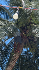 Man climbs coconut tree in General Luna, Philippines
