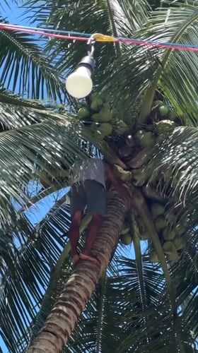 Man climbs coconut tree in General Luna, Philippines