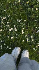 Person in white sneakers stands among daisies in Belgrade