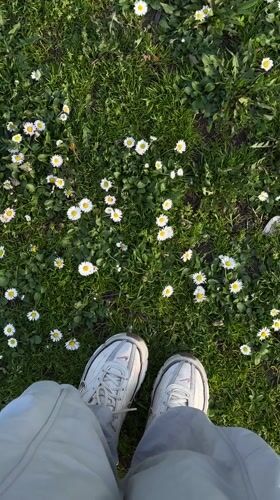 Person in white sneakers stands among daisies in Belgrade