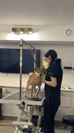 Dog grooming session observed in Carnikava, Latvia