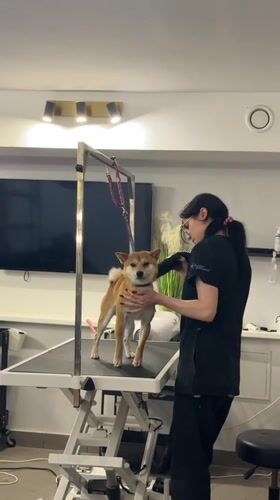Dog grooming session observed in Carnikava, Latvia