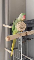 Green parrot plays with ring toy on wooden perch
