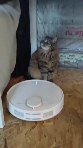 A fluffy tabby cat sits on a wooden floor, looking up. In front of the cat is a white, round robot vacuum cleaner. The robot has indicator lights on its surface. The background shows a wall with insulation material and some printed text. The cat's eyes are wide, and it appears alert. The robot vacuum is stationary.