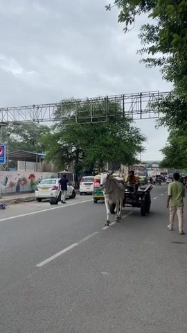 A white bullock is pulling a cart with a man sitting on it. The bullock is walking on a road. There are trees and buildings in the background. The sky is cloudy. There are other vehicles and people on the road.