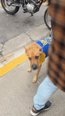 Dog in Boca Juniors jersey spotted on Buenos Aires street