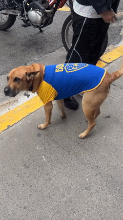 Dog in Boca Juniors jersey spotted on Buenos Aires street