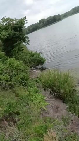 The video shows a lake shore with dense green vegetation, including a tree with red berries, tall grass, and various smaller plants.  The water is calm with small waves, and the opposite shore of the lake is visible in the distance.  The camera pans slightly, focusing on a rocky area by the water's edge.  Someone speaks in the video, possibly indicating they are looking for something near the water.