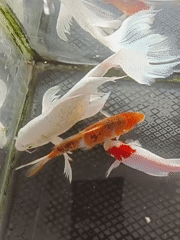Koi tank, crowded motorcycle lot, and ambulance at Indonesian mosque