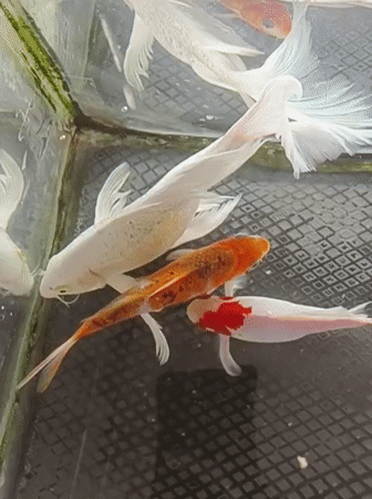 Koi tank, crowded motorcycle lot, and ambulance at Indonesian mosque