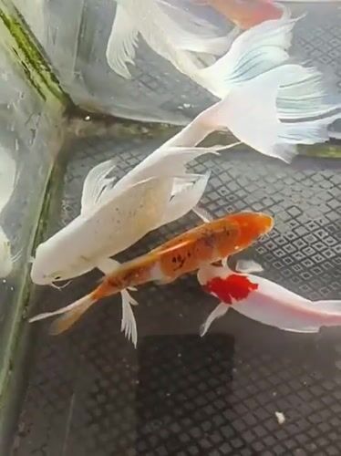 Koi tank, crowded motorcycle lot, and ambulance at Indonesian mosque