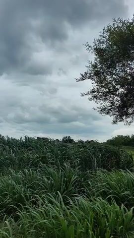 A camera pans across a field of tall, green grass, which sways gently in the wind. The sky above is overcast with dark, heavy clouds, suggesting an impending storm. A few trees are visible in the distance on the right side of the frame.