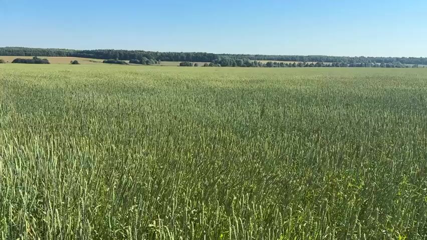 This video shows a drone shot flying over a vast field of green wheat. The wheat stalks are tall and lush, filling the foreground. In the distance, there is a treeline and a clear blue sky. The camera pans slowly across the field, giving a sense of its immense size and the gentle sway of the wheat in the breeze. The overall impression is one of natural beauty and agricultural productivity.