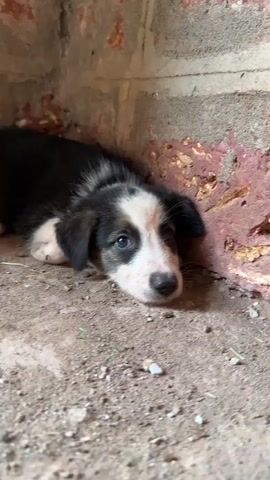 A black and white puppy is lying down in a corner. The puppy is resting its head on the ground. The corner is made of brick and concrete. The ground is dirt and gravel.