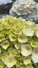 Agricultural workers tend strawberry crops amid blooming hydrangeas