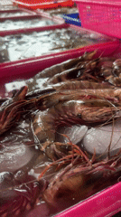 Morning seafood shopping at Kuta fish market