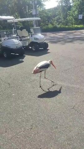 A white bird with pink feathers and a long orange beak is walking on asphalt. The bird has thin black legs and long toes. The bird is casting a shadow on the asphalt. In the background are two white golf carts. Behind the golf carts is green foliage. The sun is shining.