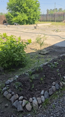 Rural Russian backyard scenes documented during morning hours