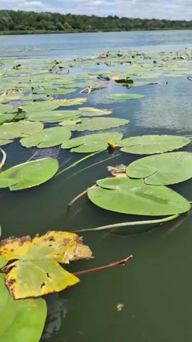 The video shows a close-up view of lily pads on the surface of a body of water. The lily pads are green and round, with some showing signs of yellowing or browning. Several of the lily pads have water droplets on them. In the background, the water extends to a tree-lined shore under a partly cloudy sky. The camera is positioned low, looking across the water at a slight upward angle.