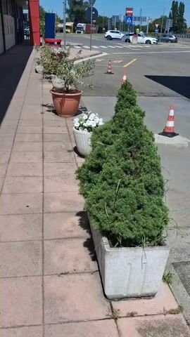 The video shows a sidewalk lined with various flower pots and planters on a sunny day.  The sidewalk is made of square, light brown tiles. The planters contain a variety of plants and flowers, including a small evergreen tree, white petunias, and other colorful flowers in various arrangements.  A red trash receptacle is visible in the background, along with road signs and traffic. The area is well-lit, and the colors are vibrant. The camera moves slowly along the sidewalk, showcasing the different plant arrangements.