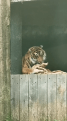 Zoo animals observed resting during midday hours
