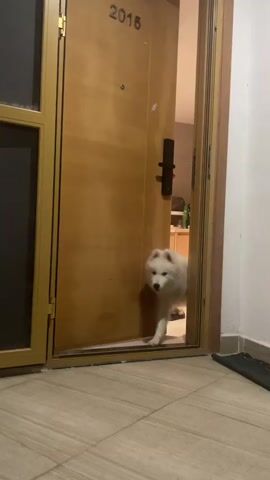 A white fluffy dog with pointed ears stands in a doorway. The dog looks towards the camera. The doorway is made of wood and has a metal handle. The number 2015 is visible above the door. The floor is tiled.