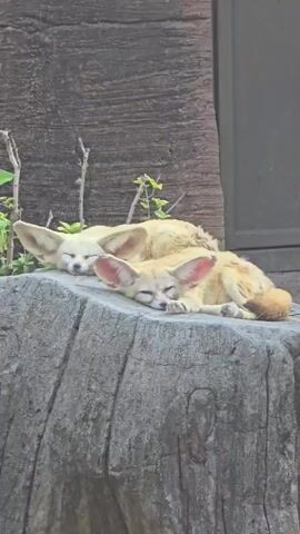 Two fennec foxes are sleeping peacefully on a rock. The fox in the front has its head resting on its paws, while the fox behind it is nestled against the first fox's back. The foxes are light brown in color and have large, prominent ears. The background consists of a textured wall and some greenery. The lighting is soft and natural, suggesting it might be daytime.