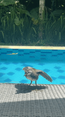 Water birds congregate around Indonesian swimming pool area