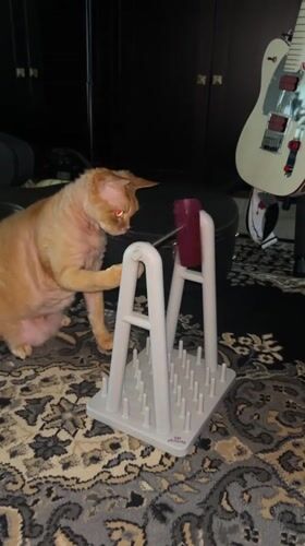 Orange cat plays with puzzle toy in Cape Coral home