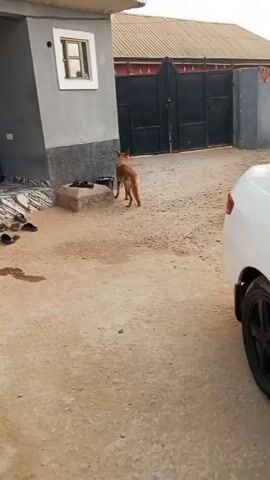 The video depicts a dog walking in a yard. The dog is light brown with black markings on its face and back. The dog appears to have a slight limp as it walks. The yard has a concrete surface with some sand and debris. To the left of the dog is a small building with a single window, and several pairs of shoes are visible in front of the building.  Behind the dog are large black metal gates. To the right, the rear of a white car is visible.  The recording appears to be taken with a handheld camera.