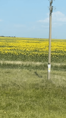 Sunflowers in full bloom across the Kazakh steppe
