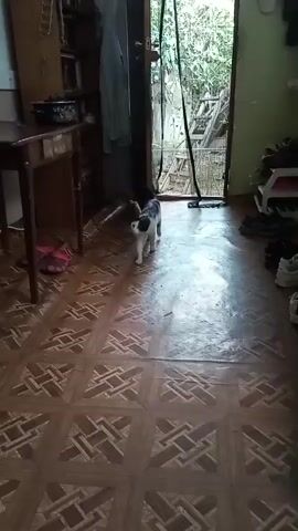 A black and white cat stands in the middle of a room. The room has a patterned tiled floor and a wooden table with a pink sandal on it. There is a door open to the outside, revealing trees and a ladder. The room appears to be a home in Marneuli, Georgia. The time of day and weather are not discernible. The cat appears curious as it looks towards the open door. No text is visible in the media file.