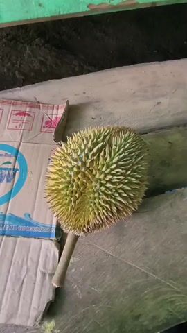 A durian fruit is shown on a wooden surface. The fruit is then cut open, revealing the creamy flesh inside. The scene appears to be outdoors, possibly in a rural or market setting, with a cluttered background of various objects and debris. The lighting is natural, suggesting daytime.