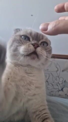 A close-up video shows a light gray Scottish Fold cat licking its paw. The cat is positioned in the foreground, with its paw extended towards the camera and its head turned to the side as it licks. The background is blurred but appears to be indoors, with a hint of a bed or sofa and some floral patterned fabric visible. The lighting is soft and natural.